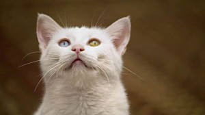 L'étrange disparition de 500 chats en Essonne